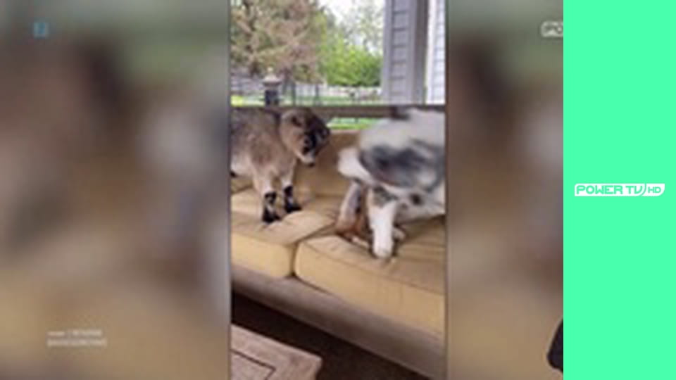 Zakręcone stworzonka z Internetu S1E4