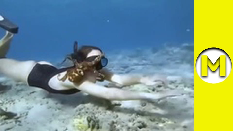 Max TV - season 1 - episode 151