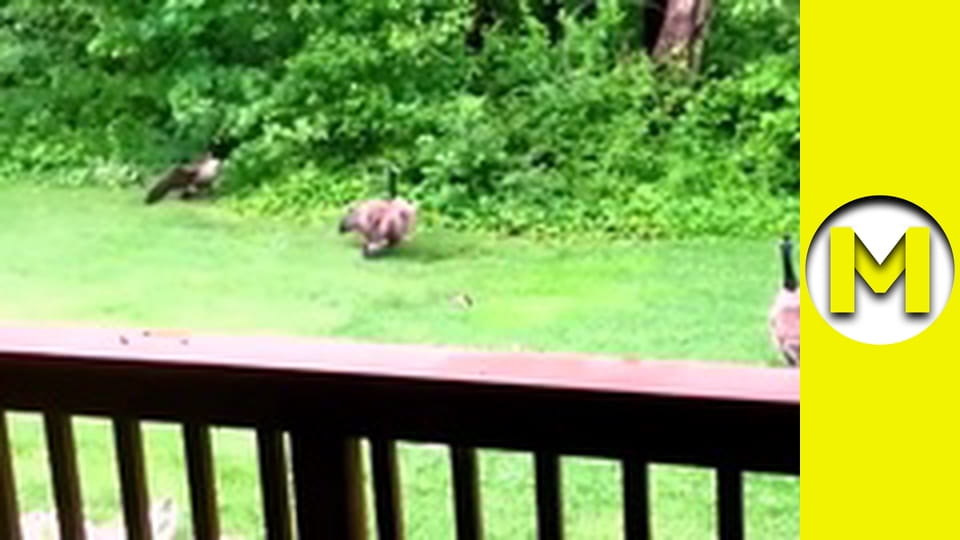 Max TV - season 1 - episode 163