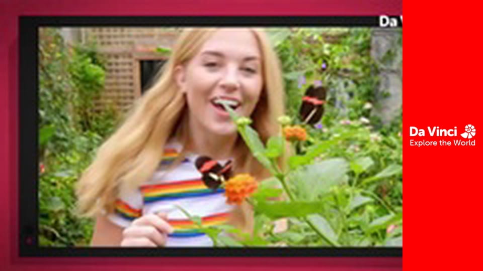 Știi oare? - Popicăria și panglica