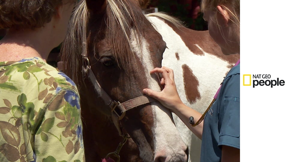 Niezwykły dr Pol S24E3 - O kurczaki!