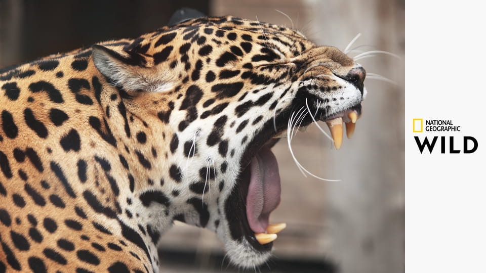 Walki zwierząt S4E5 - Walka o władzę