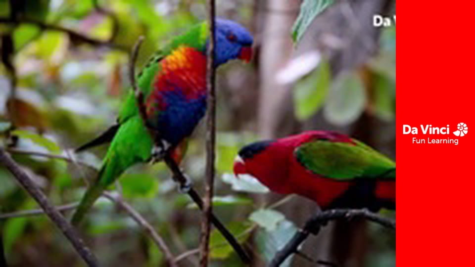 Ambasada zwierząt - Delfin