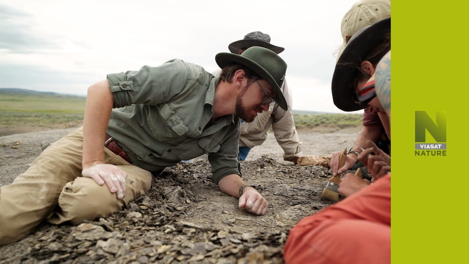 У пошуках загублених звірів S1E3 - Таємниці жахливого кита