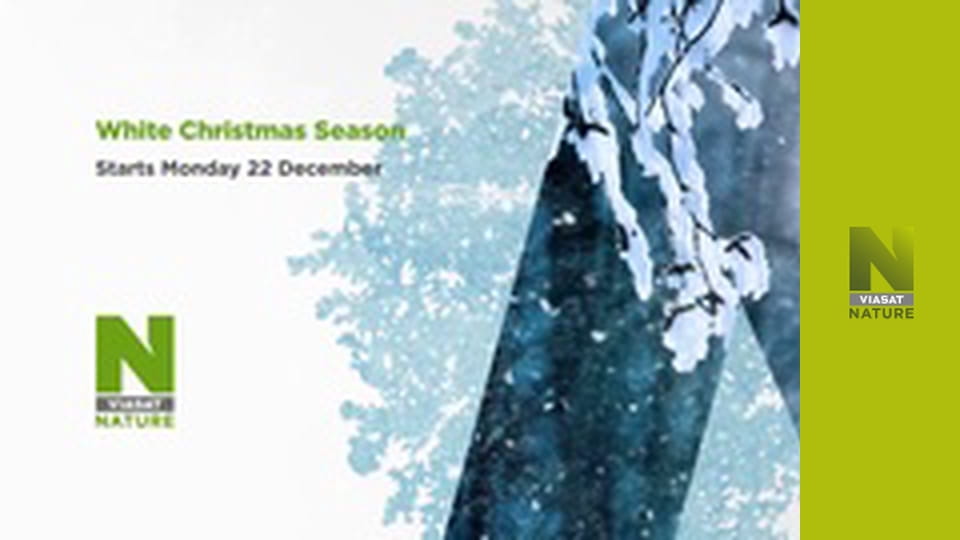 У пошуках загублених звірів S1E4 - Таємниці шаблезубого тигра