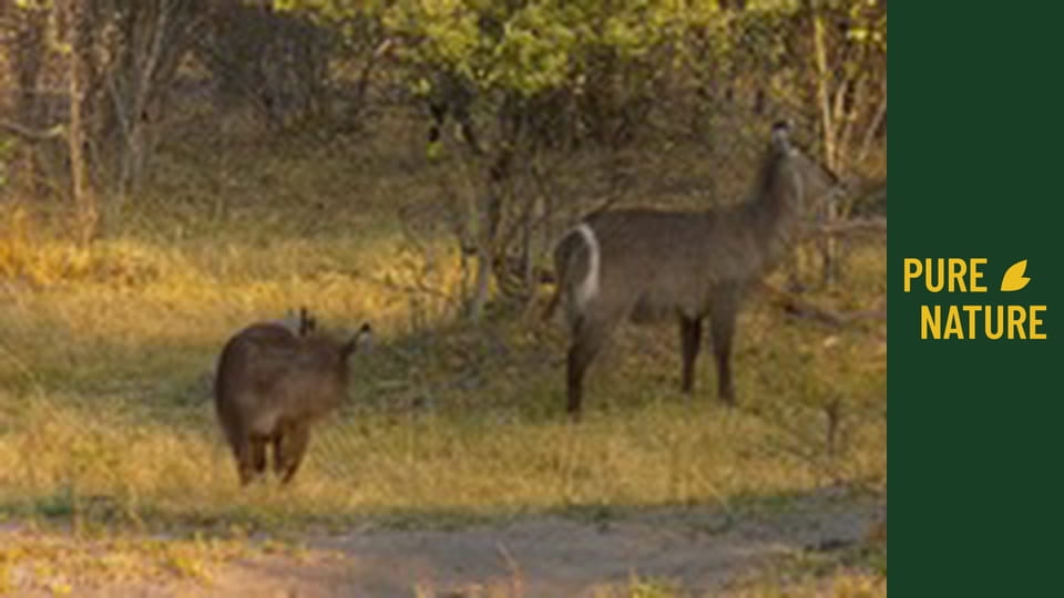 Animale sălbatice din Africa: Antilopele din Africa