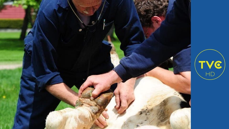 Niezwykły dr Pol S4E30