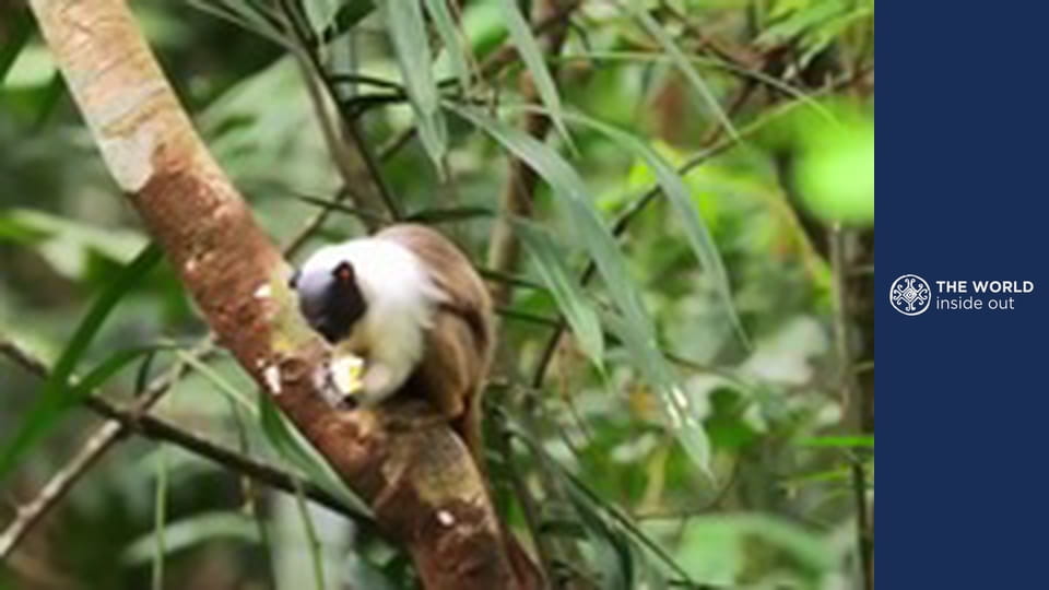 Водопадите Игуасу и среща с джуджетата. Бразилия.