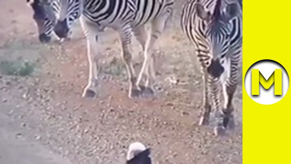 Max TV - season 1 - episode 160