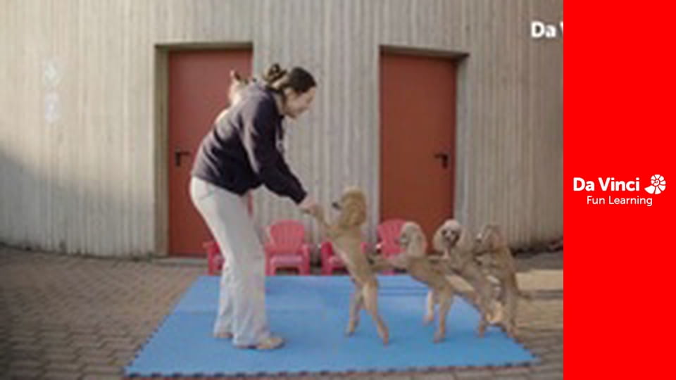 The One Thing - Veranica Tchalabaeva: Winning Poodle Squad