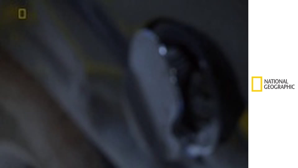 Ako chytiť pašeráka VII (3)