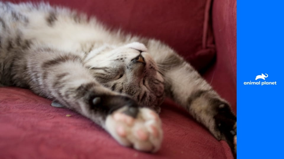 Příběhy kočičích drápků S1E1 - Z extrému do extrému