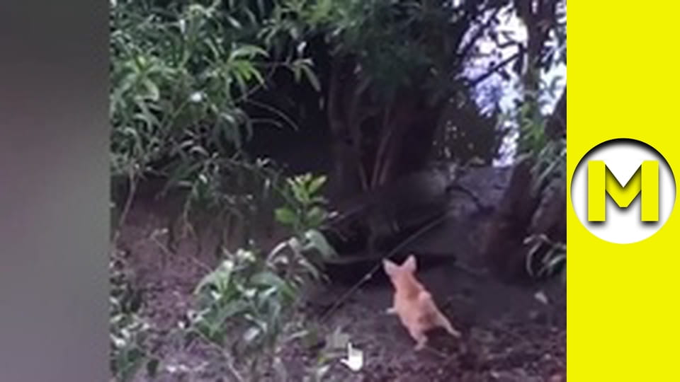 Max TV - season 1 - episode 152