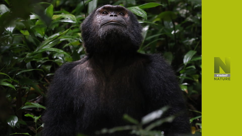 Примати S1E3 - Захист приматів