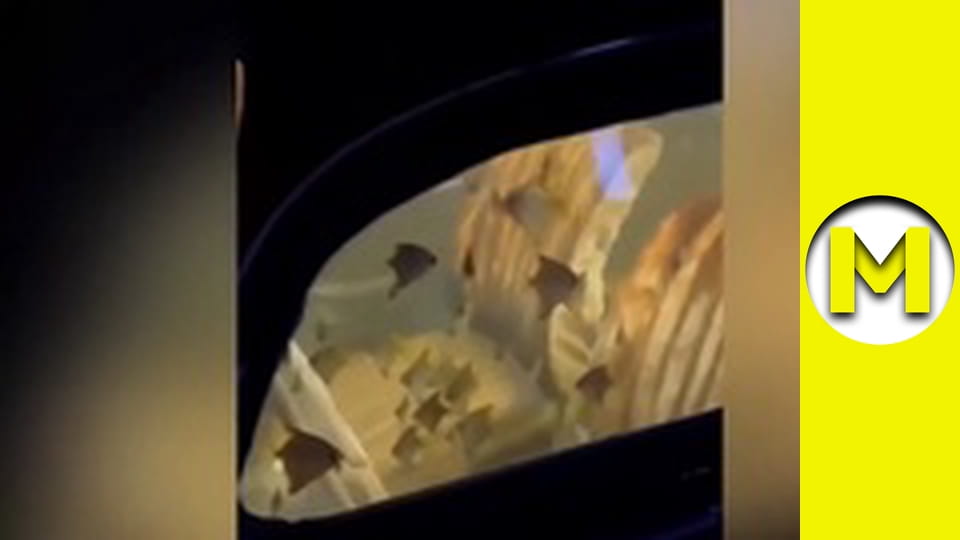 Max TV - season 2 - episode 29