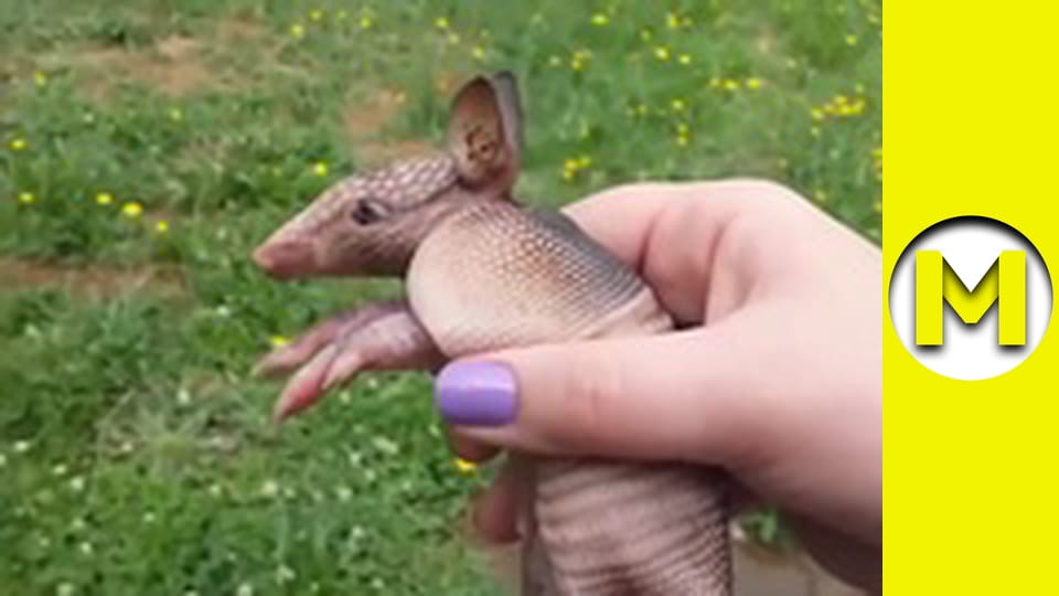 TOP (Max TV) - season 3 - episode 20