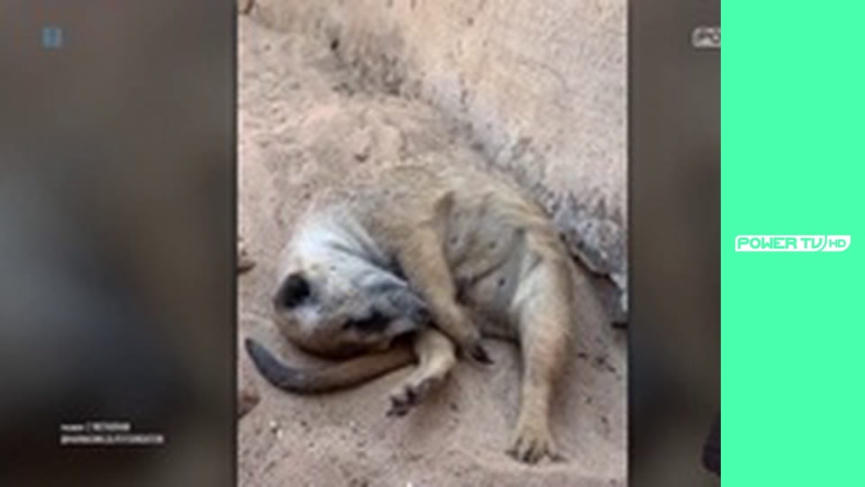 Zakręcone stworzonka z Internetu S1E1