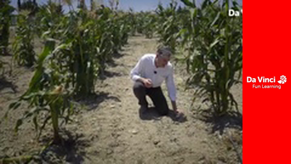 Futuris - How to Produce a Bigger Biodiversity of Corn Crops?