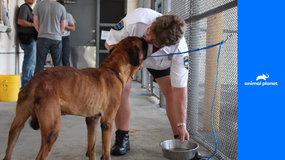 Veterinárna polícia Miami S16E3 - Miamský zverinec