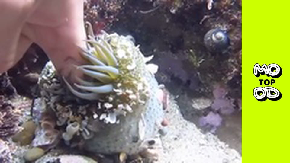 TopMood Season 4 Episode 17