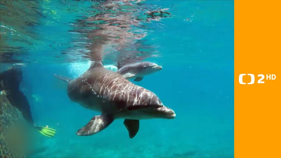 Delfíni v roli terapeutů