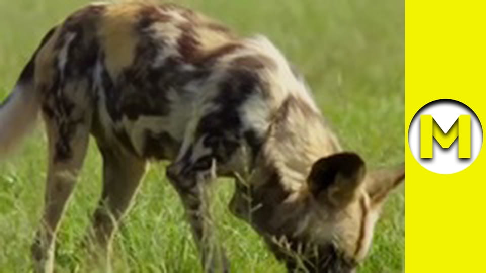 Max TV - season 1 - episode 85