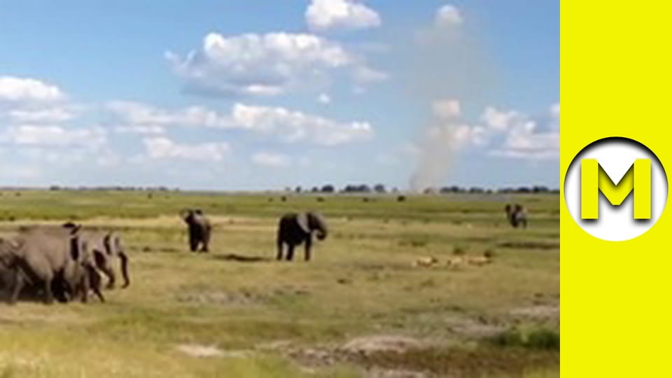 Max TV - season 1 - episode 85