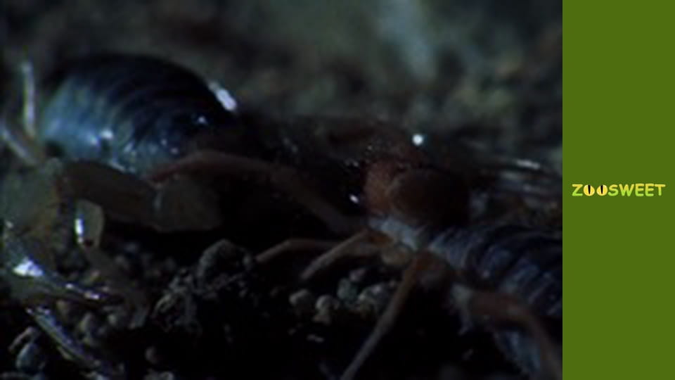 Special forces - episode 3