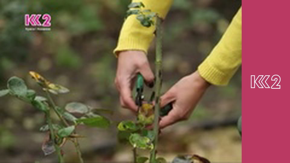 Удачний проект S4E24