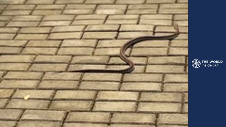 Panda: najväčší poklad Číny. Život v horskej dedine. Čína.