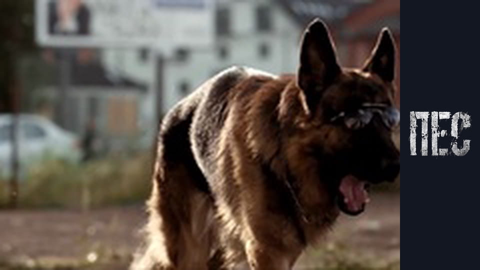 Dog, Season 2, Episode 14