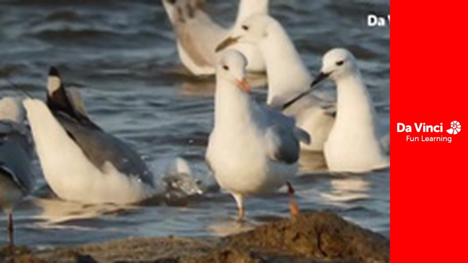 Siyaya - Wildest Cape - Kogelberg - Source To Sea