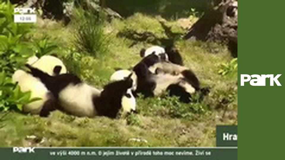 Každodenný život zvierat