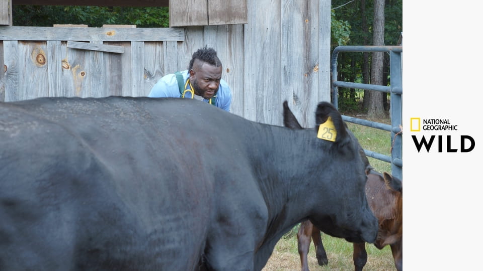 Příšerky v péči jižanských veterinářů S5E1 - Křídla v nesnázích