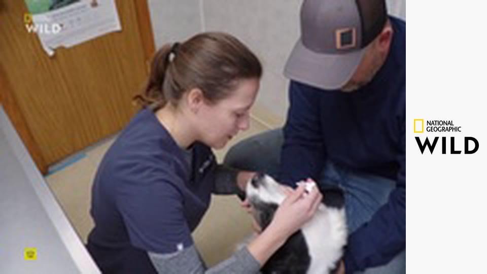 Увлекательная зоология: лучшее S1E6 - Еноты и осьминоги