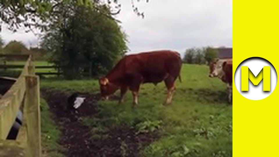 Max TV - season 1 - episode 128