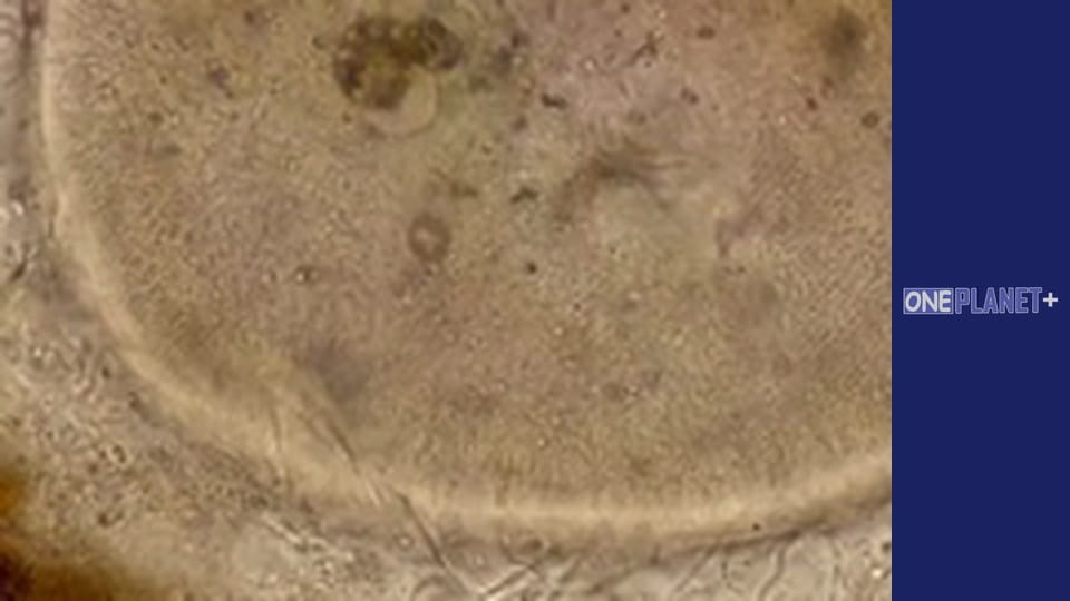 Reach for the Stars. - episode 9