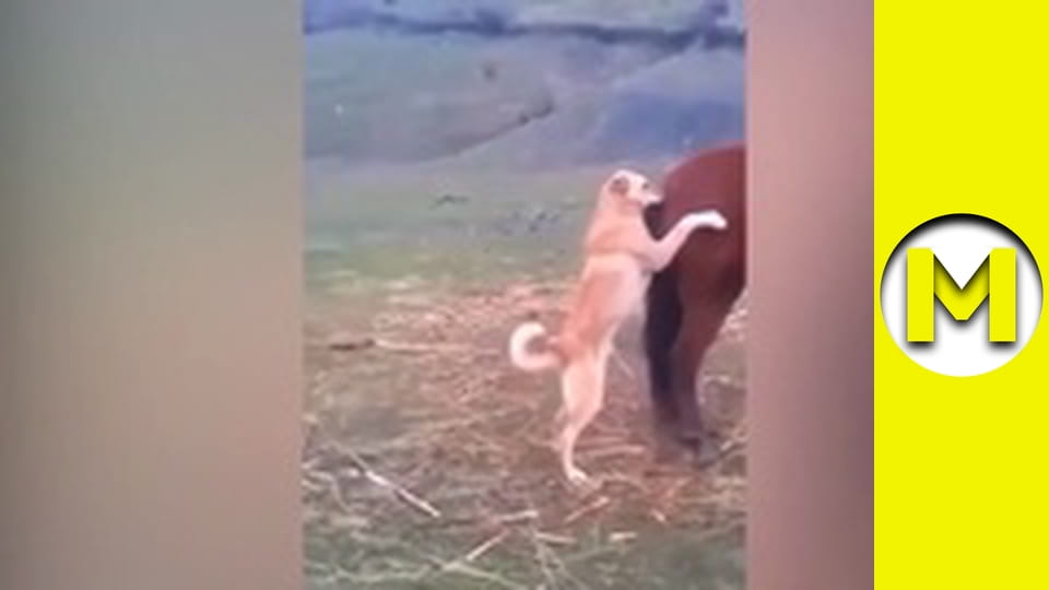 Max TV - season 1 - episode 166