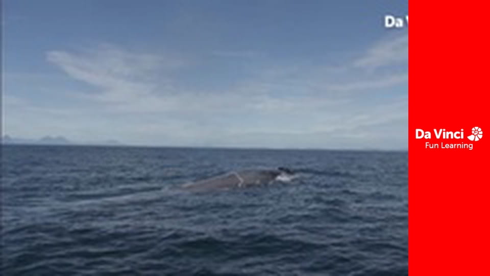 Know it All - Could We Do Without Plankton?