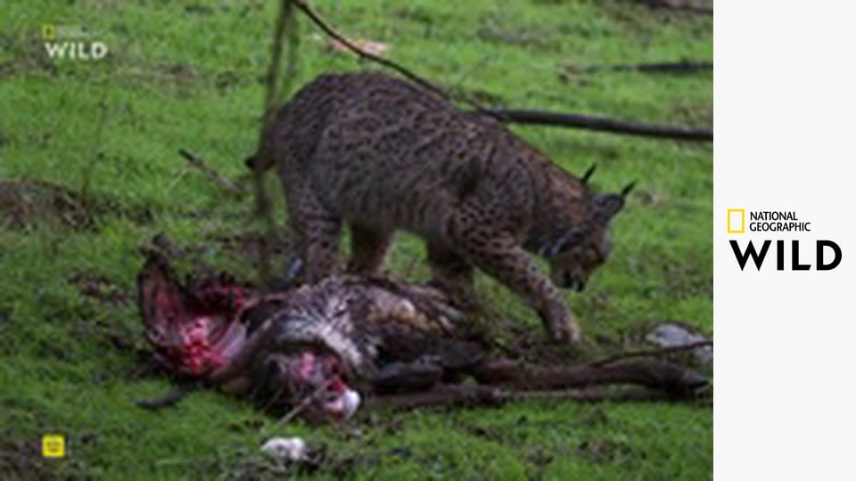 Земля пиренейской рыси S1E1 - Зима