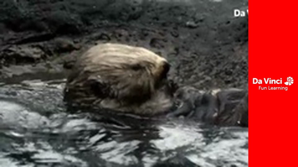 Xploration Awesome Planet - Hidden Nature