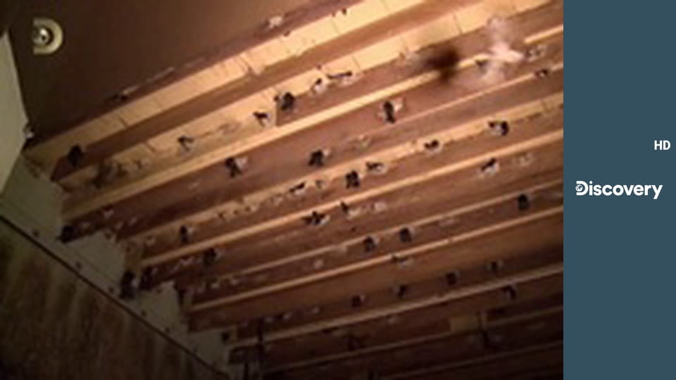 Как это сделано? S16E10