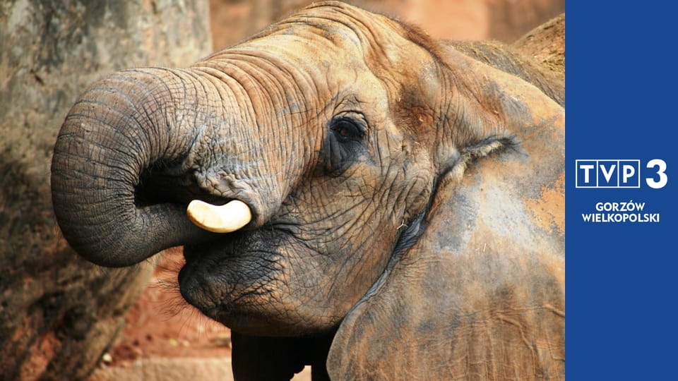 Prywatne życie zwierząt S3E8 - Medycyna naturalna