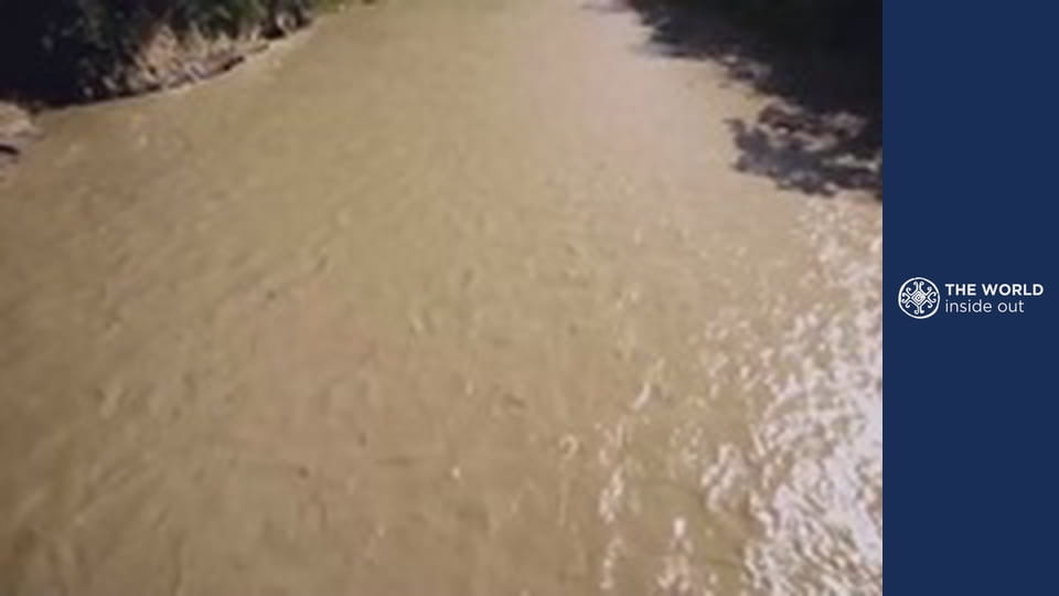 Endless coca plantations and skewered roasted Guinea pig. Bolivia.