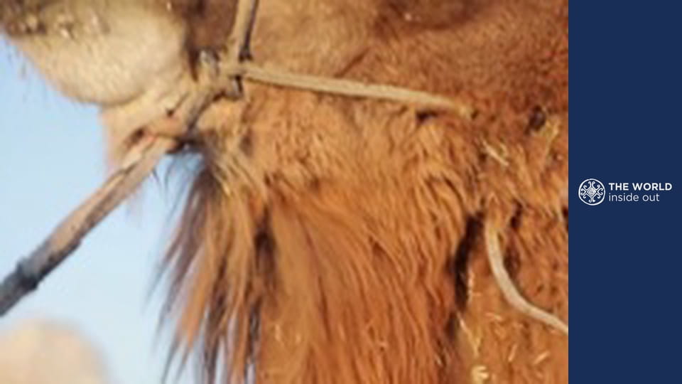 Tevegelés és kobra vs. mongúz harc. Pakisztán.