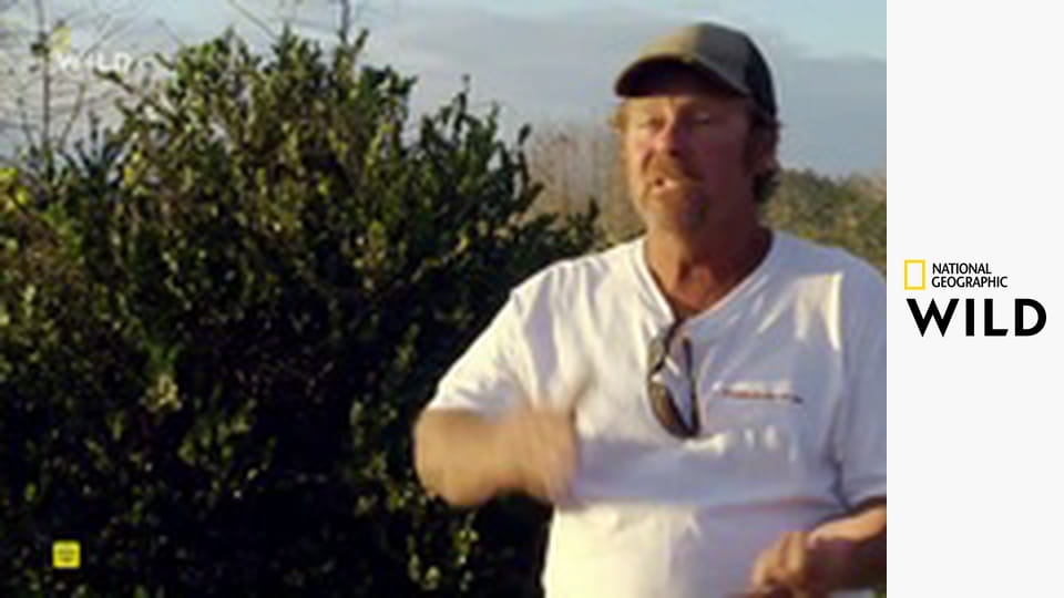 Питон-марафон