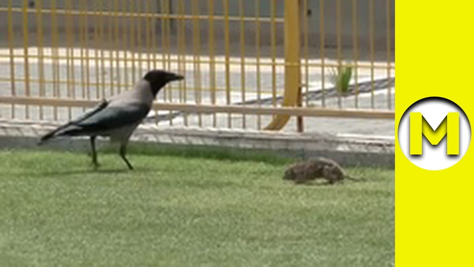 Max TV - season 1 - episode 119