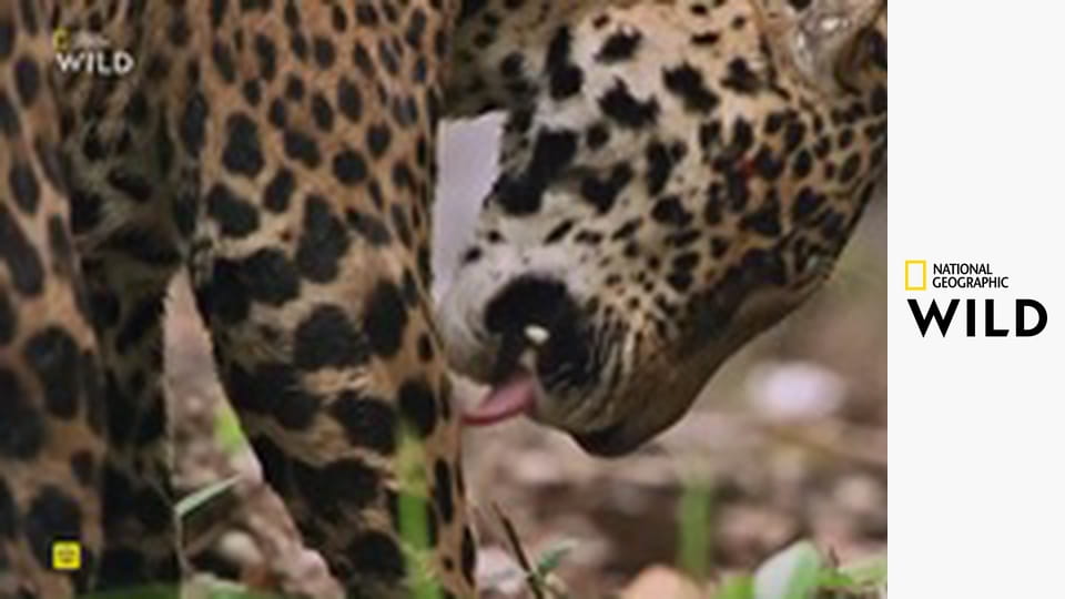 Jaguár: Ikona guyanskej džungle