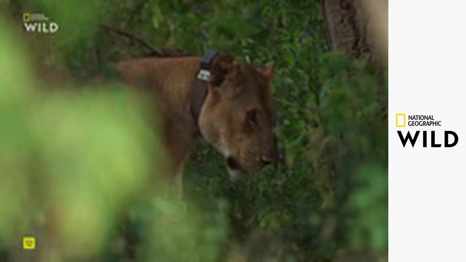 Родословные хищников S1E3 - Союз сестер