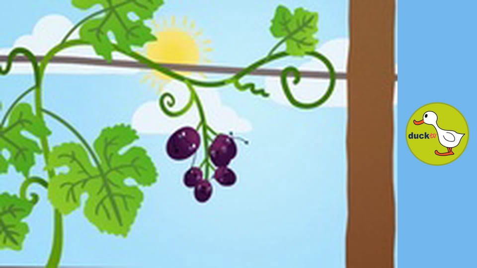 Happy Garden - Grapes